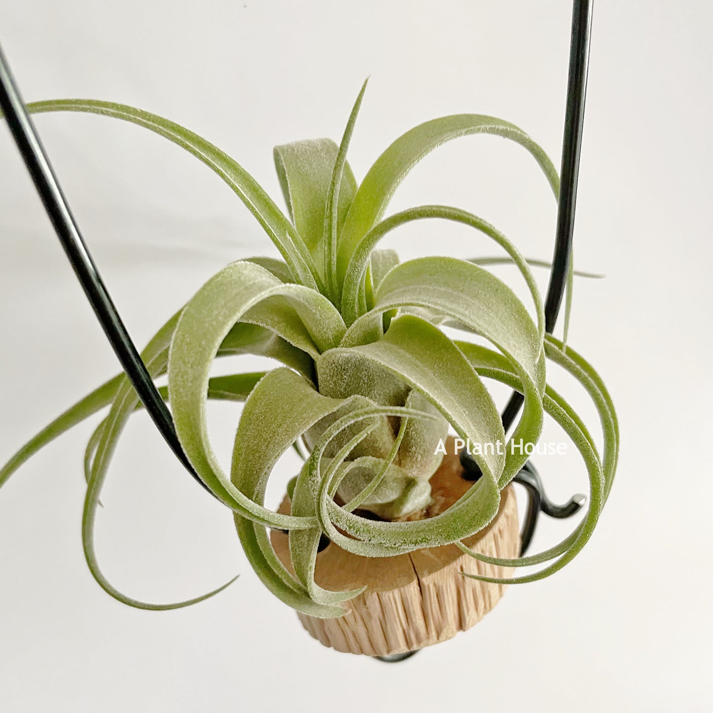 Tillandsia Bishop John Fisher