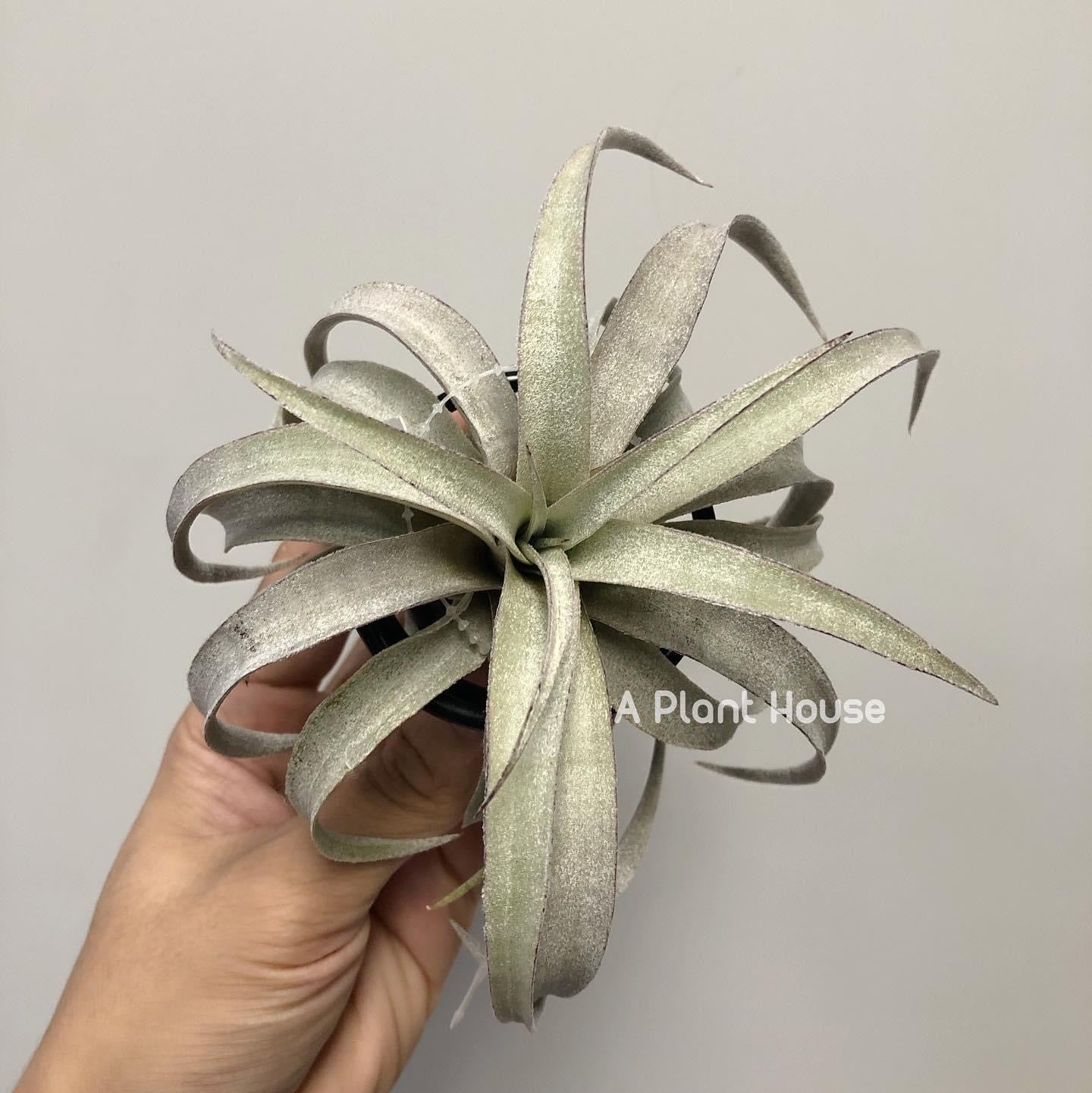 Tillandsia Mima V. Mima