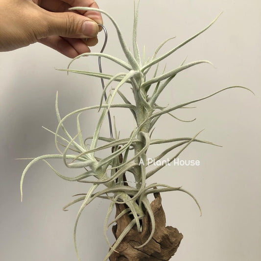 Tillandsia Paleacea