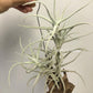 Tillandsia Paleacea