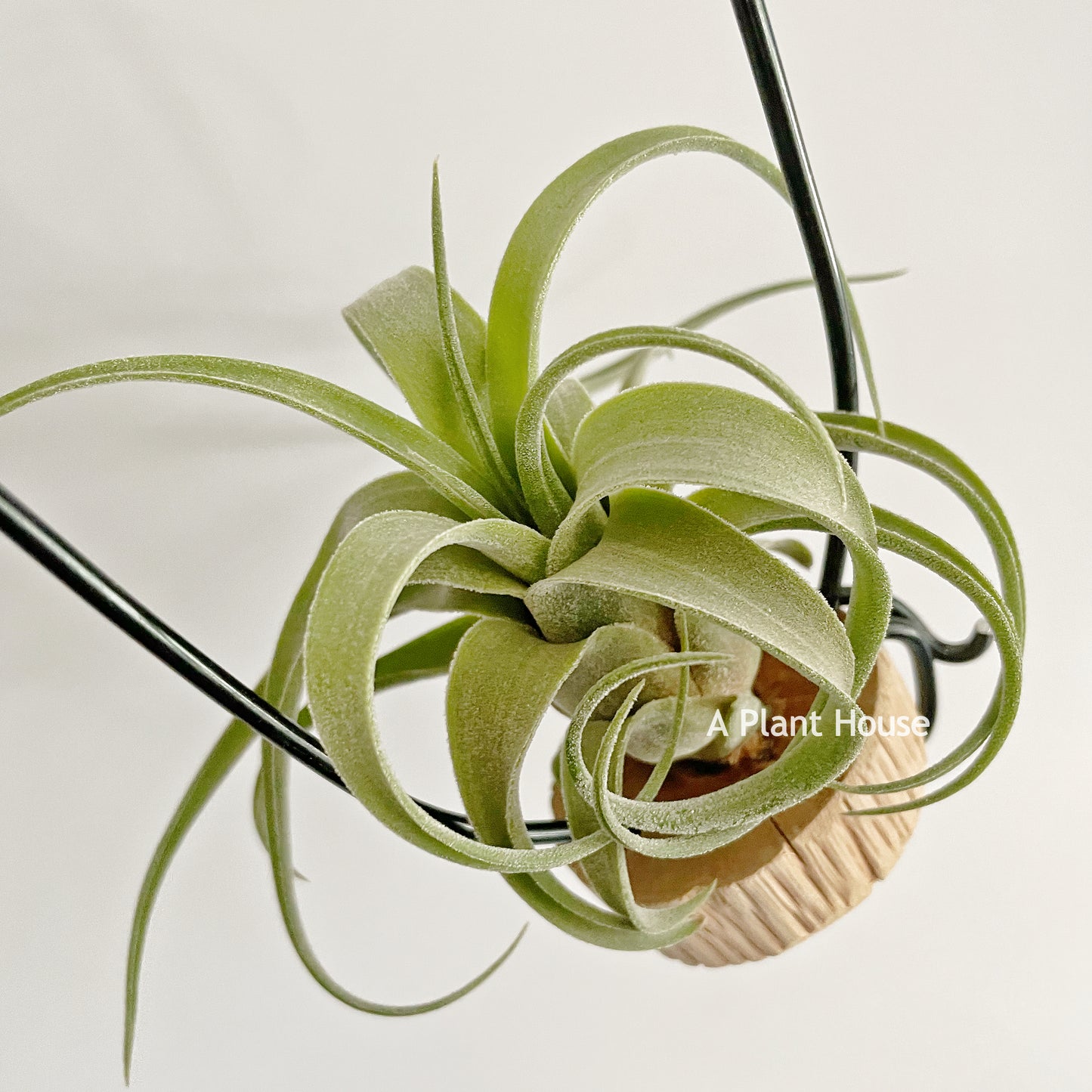 Tillandsia Bishop John Fisher