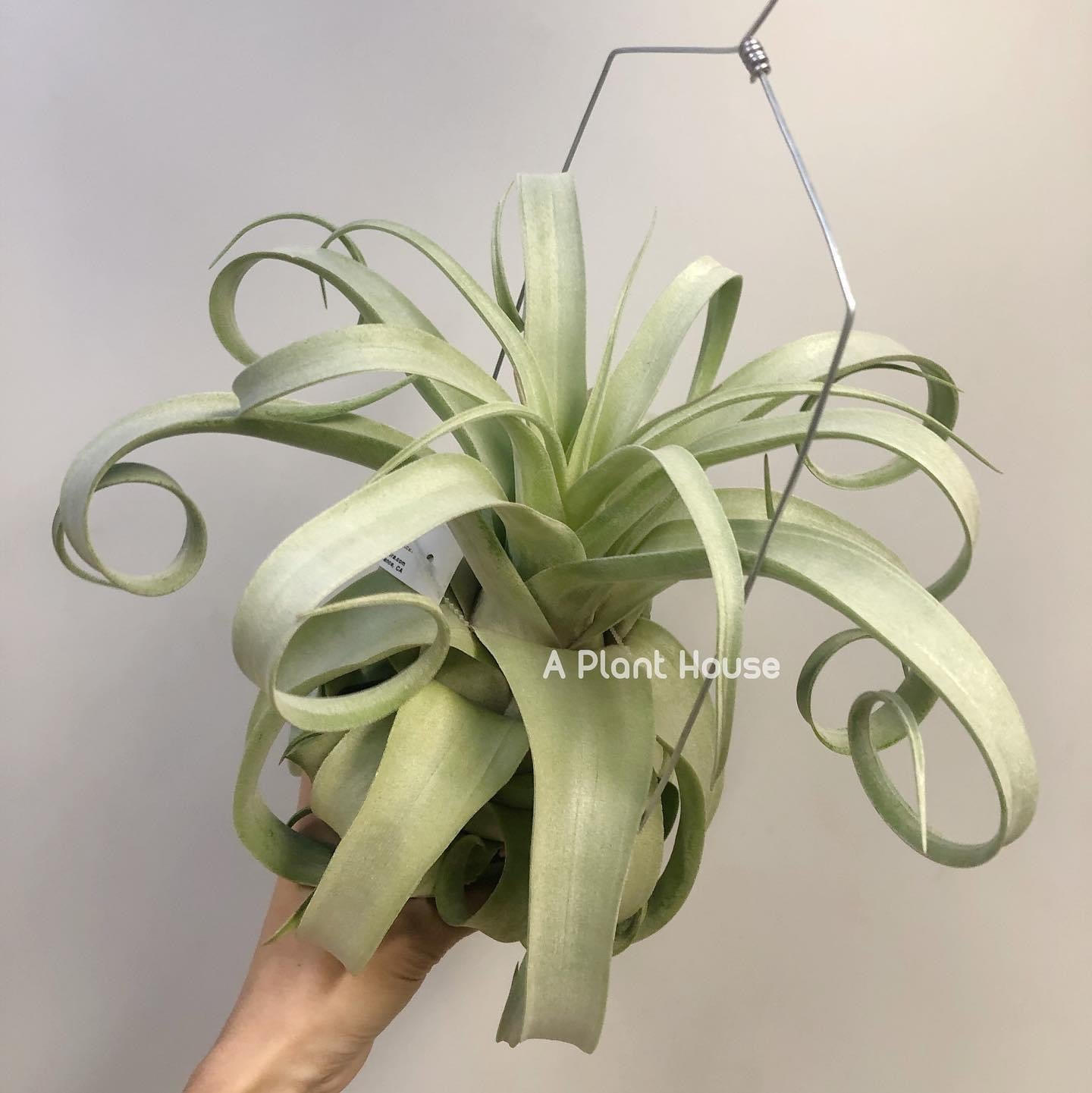 Tillandsia Regal Rene - specimen – APlantHouse