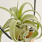 Tillandsia Bishop John Fisher