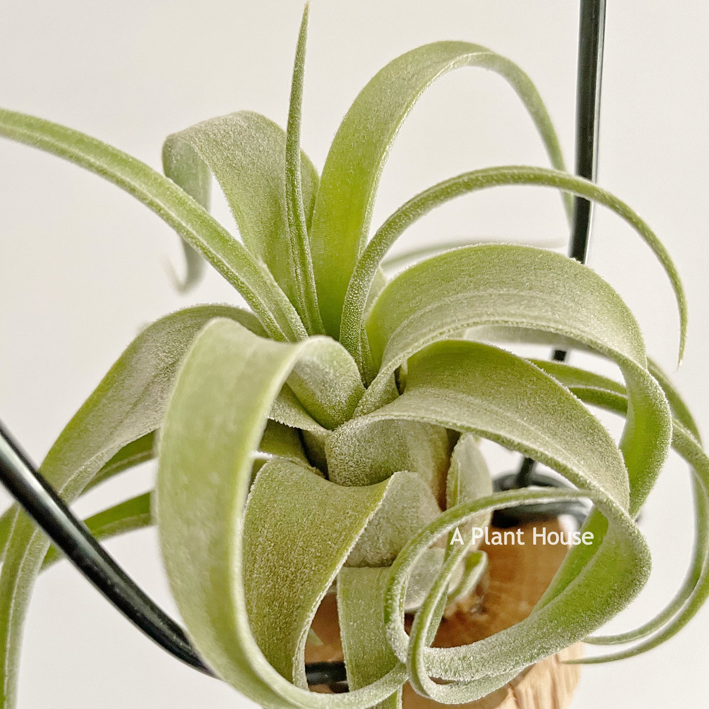 Tillandsia Bishop John Fisher