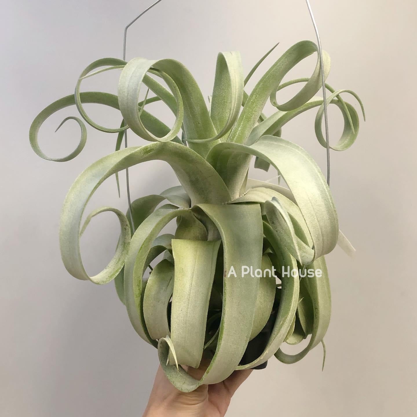 Tillandsia Regal Rene - specimen – APlantHouse