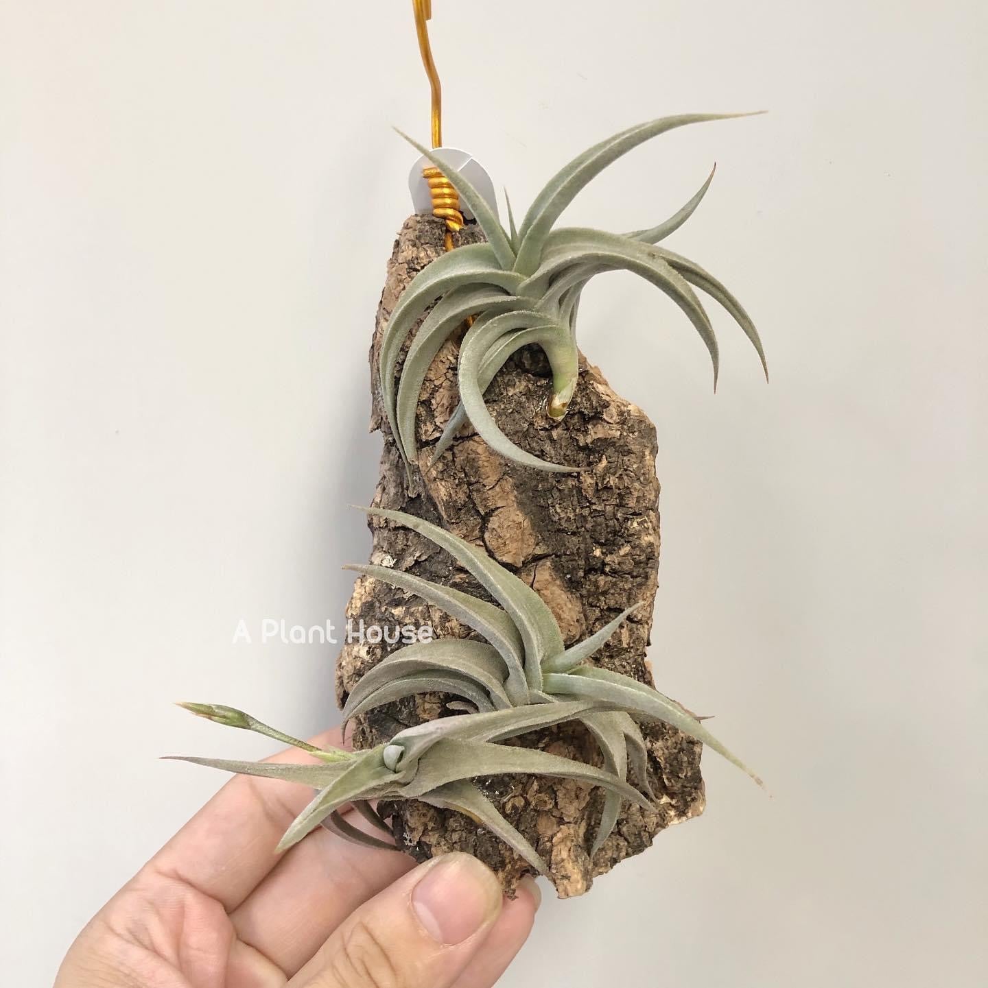 Tillandsia Gilliesii