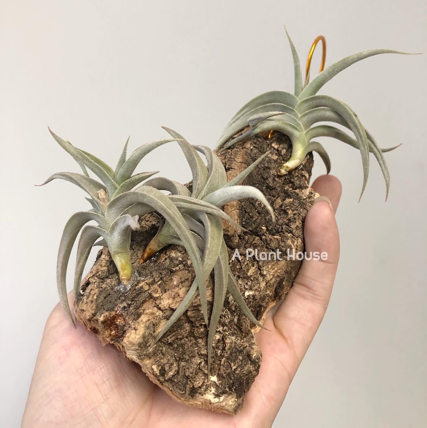 Tillandsia Gilliesii