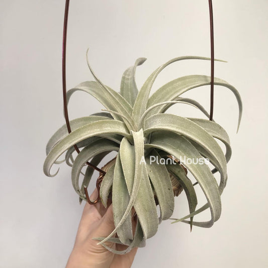 Tillandsia Latifolia leucophylla