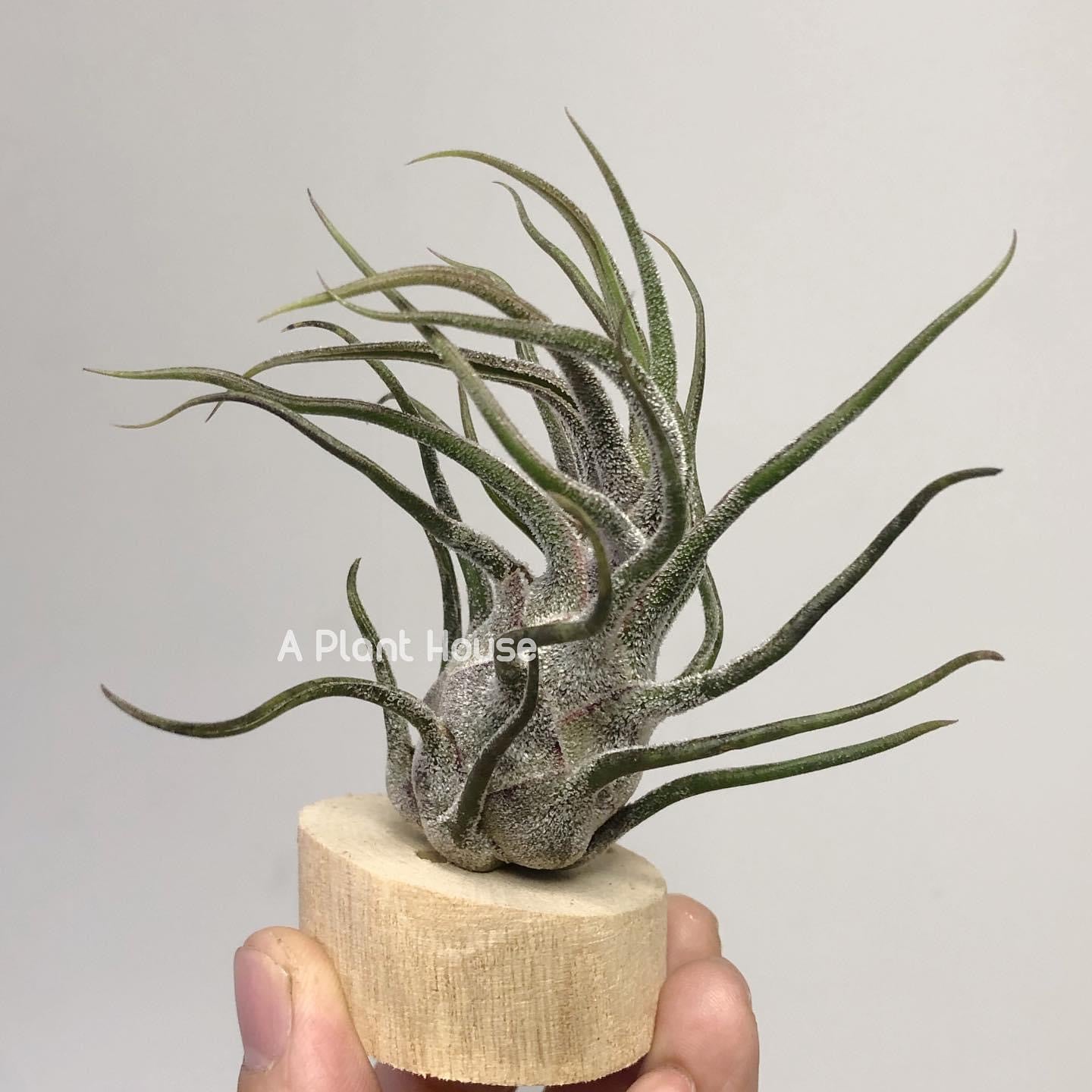 Tillandsia Pruinosa