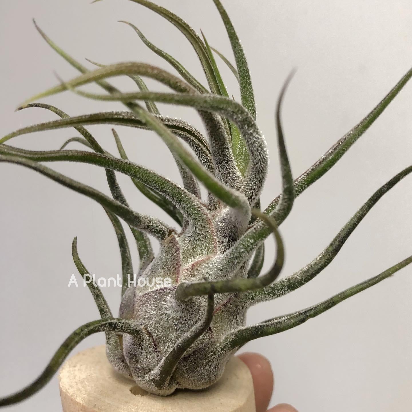 Tillandsia Pruinosa