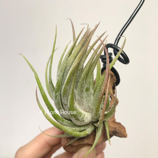 Tillandsia Seleriana x Ionantha