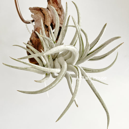 Tillandsia Mitlaensis