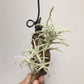 Tillandsia Paleacea Enano