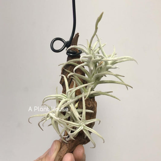 Tillandsia Paleacea Enano