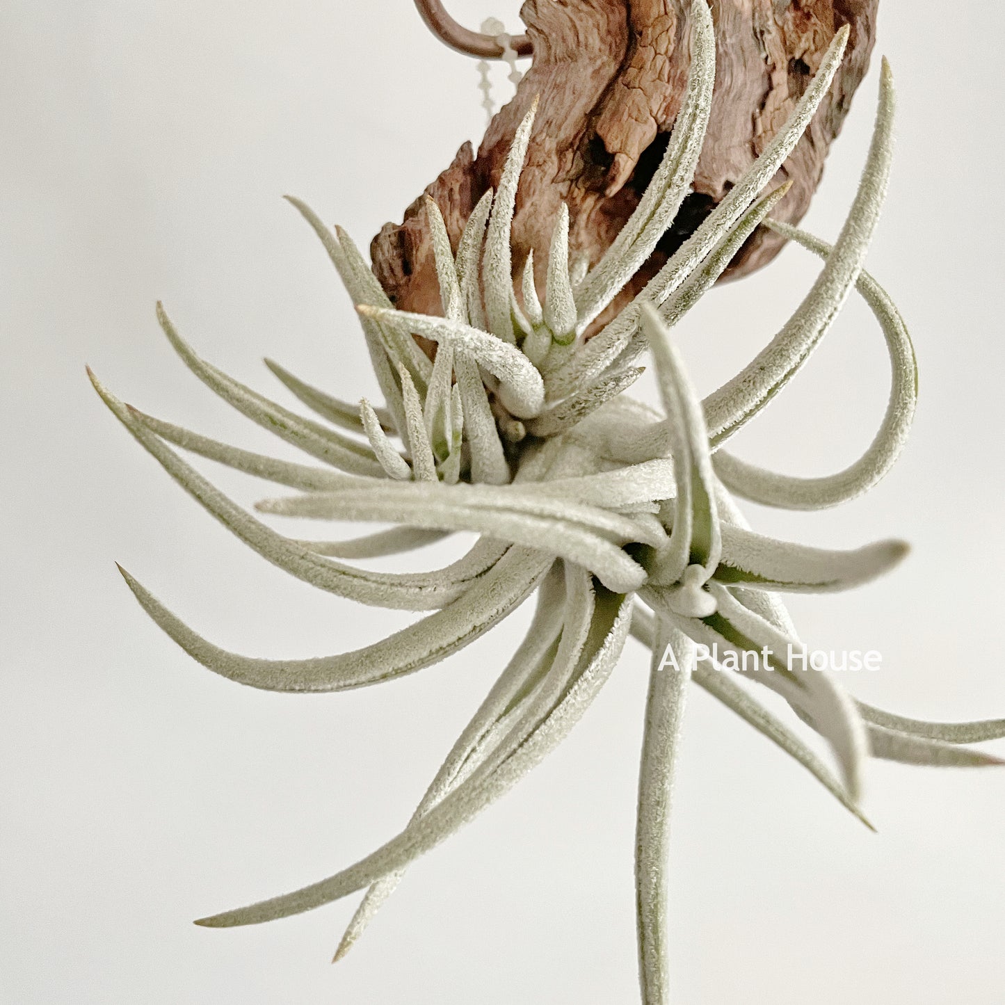 Tillandsia Mitlaensis