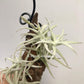 Tillandsia Paleacea Enano