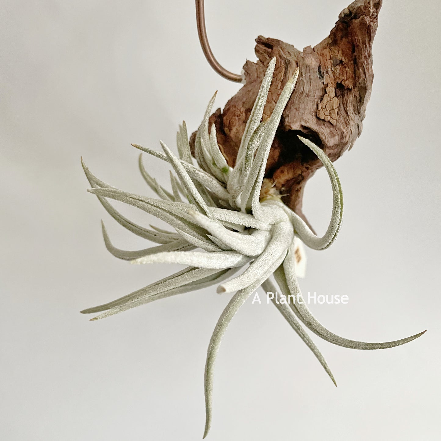 Tillandsia Mitlaensis