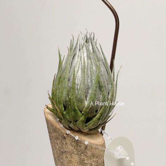 Tillandsia Kautskyi