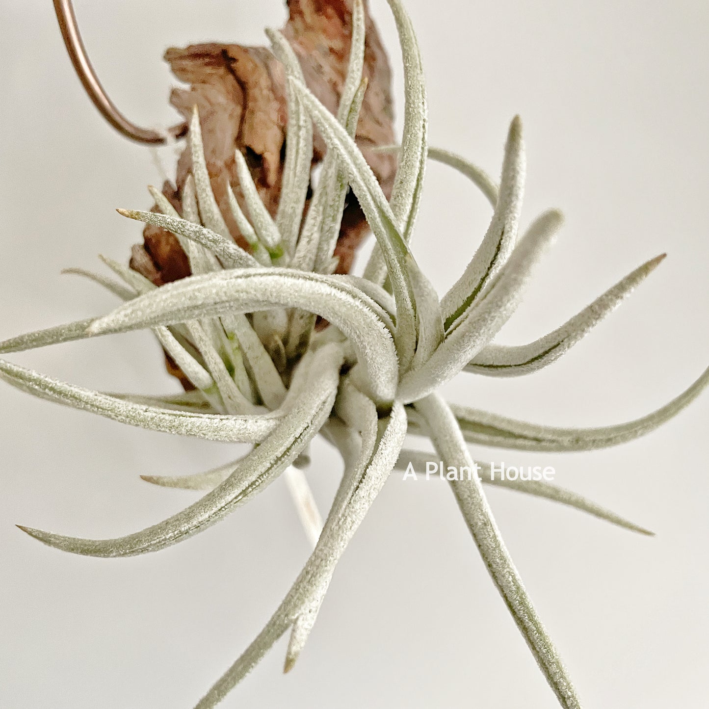 Tillandsia Mitlaensis