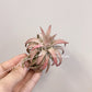 Tillandsia Ionantha V. Van-Hyningii Jumbo