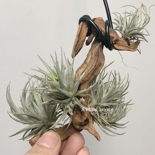 Tillandsia Loliacea