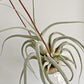 Tillandsia Ehlersiana