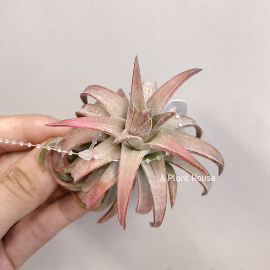 Tillandsia Ionantha V. Van-Hyningii Jumbo