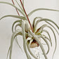 Tillandsia Ehlersiana