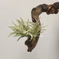Tillandsia Capillaris Type 4