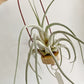 Tillandsia Ehlersiana