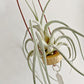 Tillandsia Ehlersiana