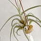 Tillandsia Ehlersiana