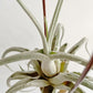 Tillandsia Ehlersiana