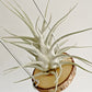 Tillandsia Ehlersiana specimen