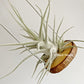 Tillandsia Ehlersiana specimen