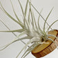 Tillandsia Ehlersiana specimen