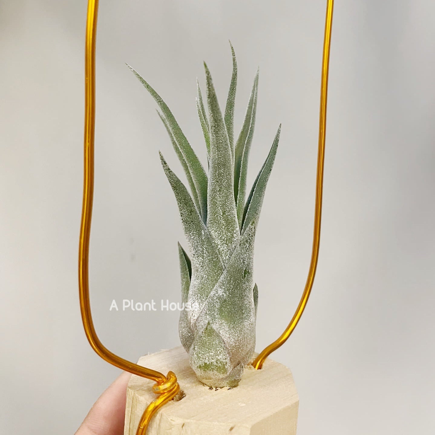 Tillandsia Sitting Pretty