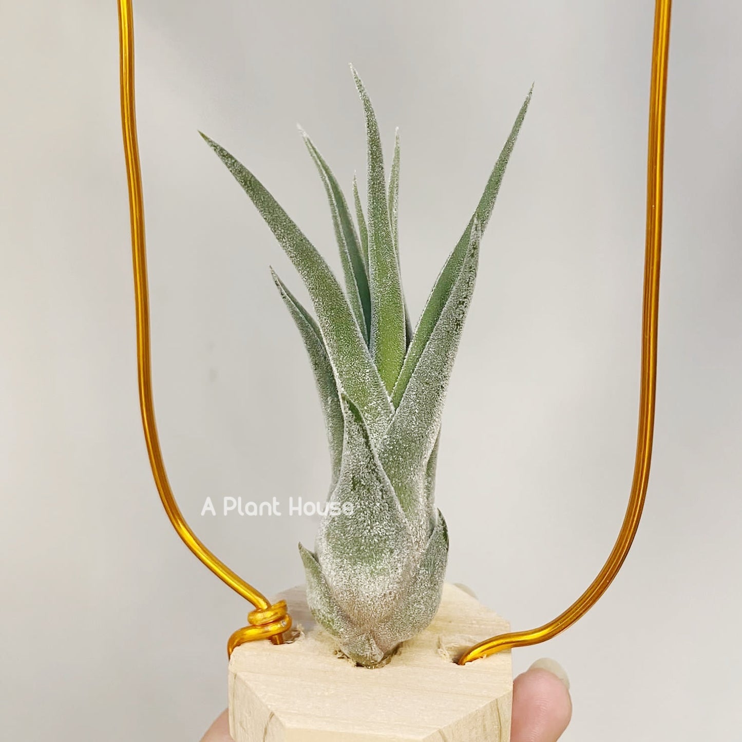 Tillandsia Sitting Pretty