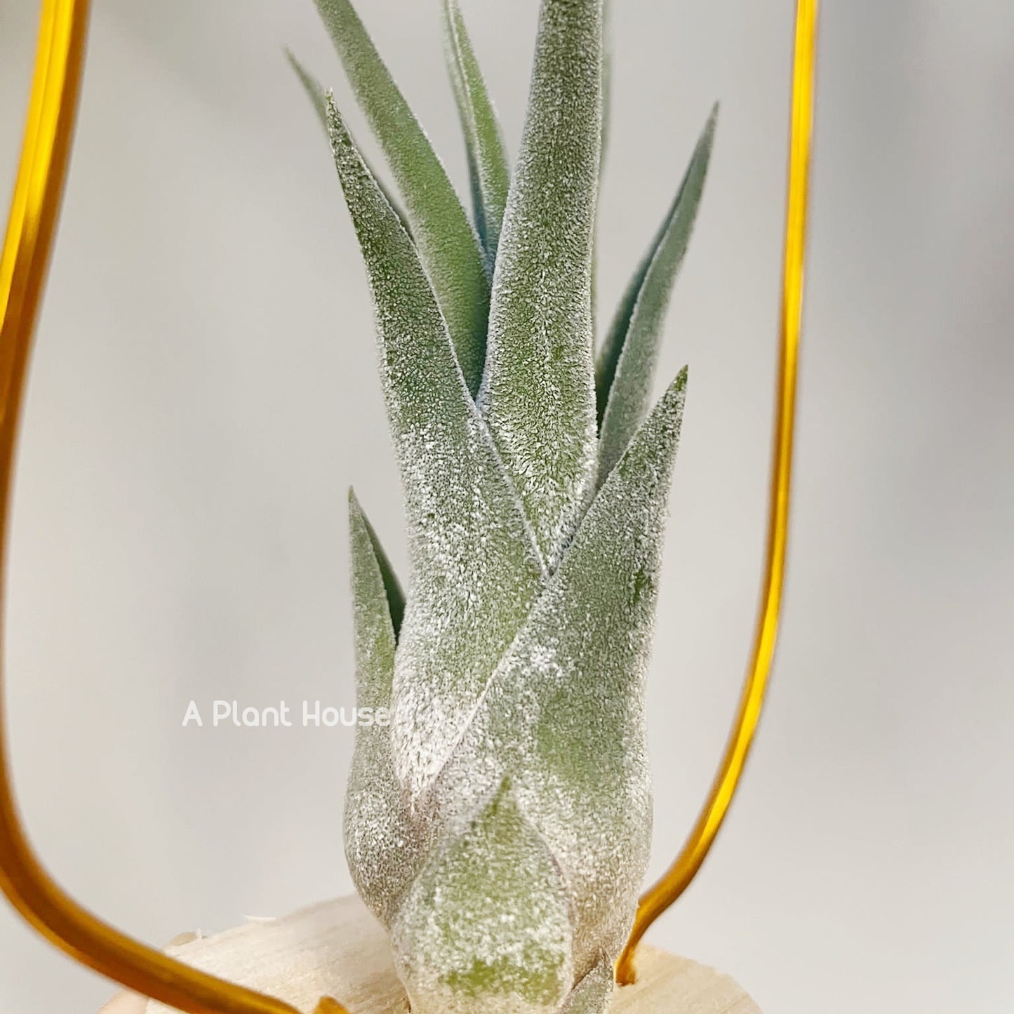 Tillandsia Sitting Pretty