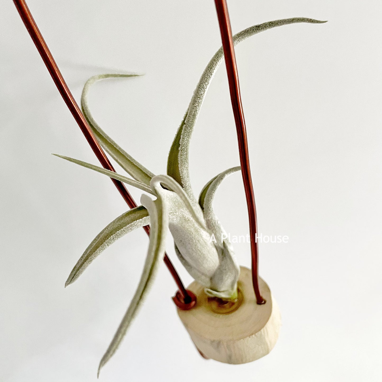 Tillandsia Sister Theresa