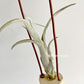 Tillandsia Sister Theresa