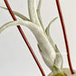 Tillandsia Sister Theresa
