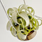 Tillandsia Wonder of Wonders