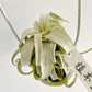 Tillandsia Wonder of Wonders