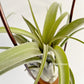Tillandsia standing by