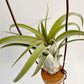 Tillandsia standing by