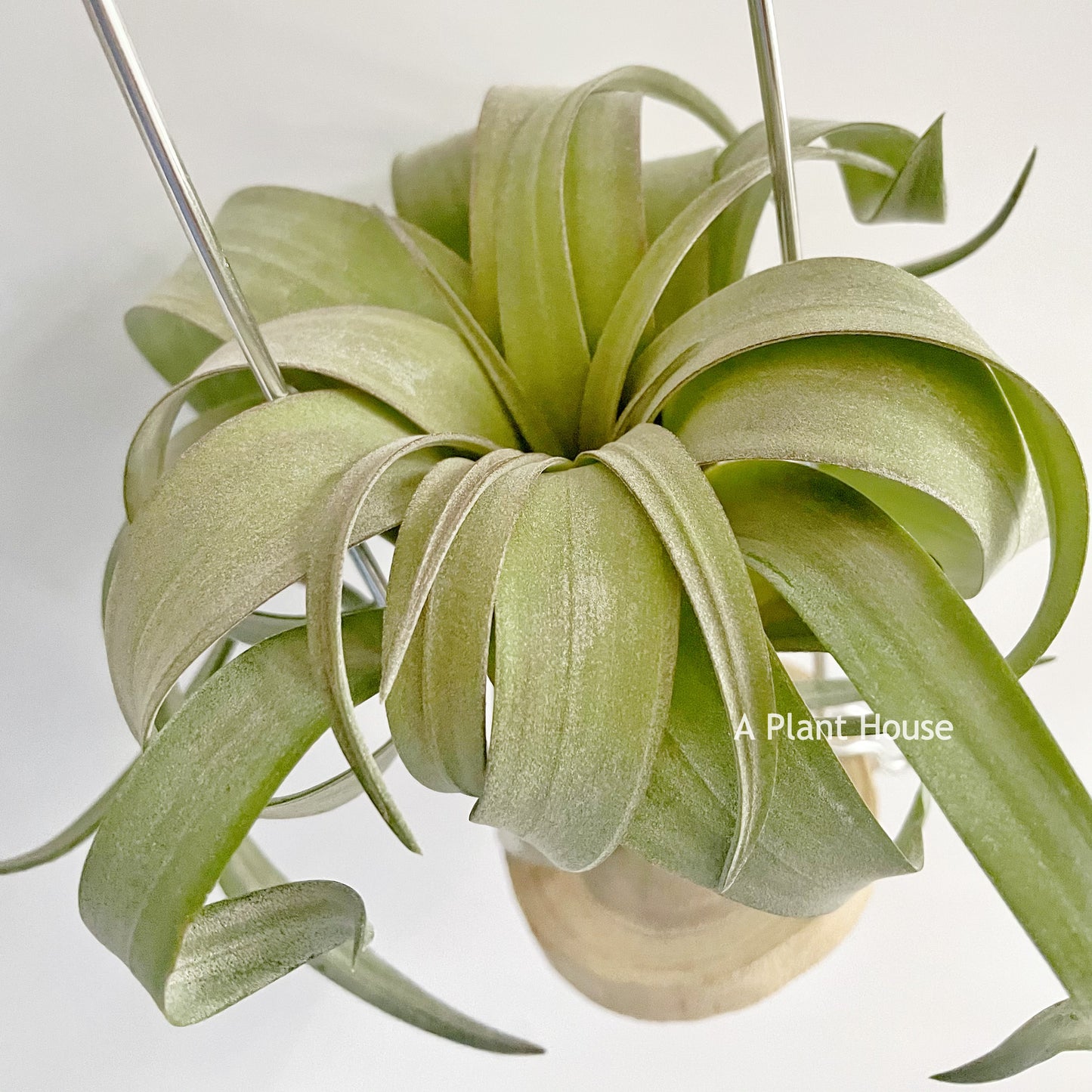 Tillandsia Rio Hondo x Caput-Medusae