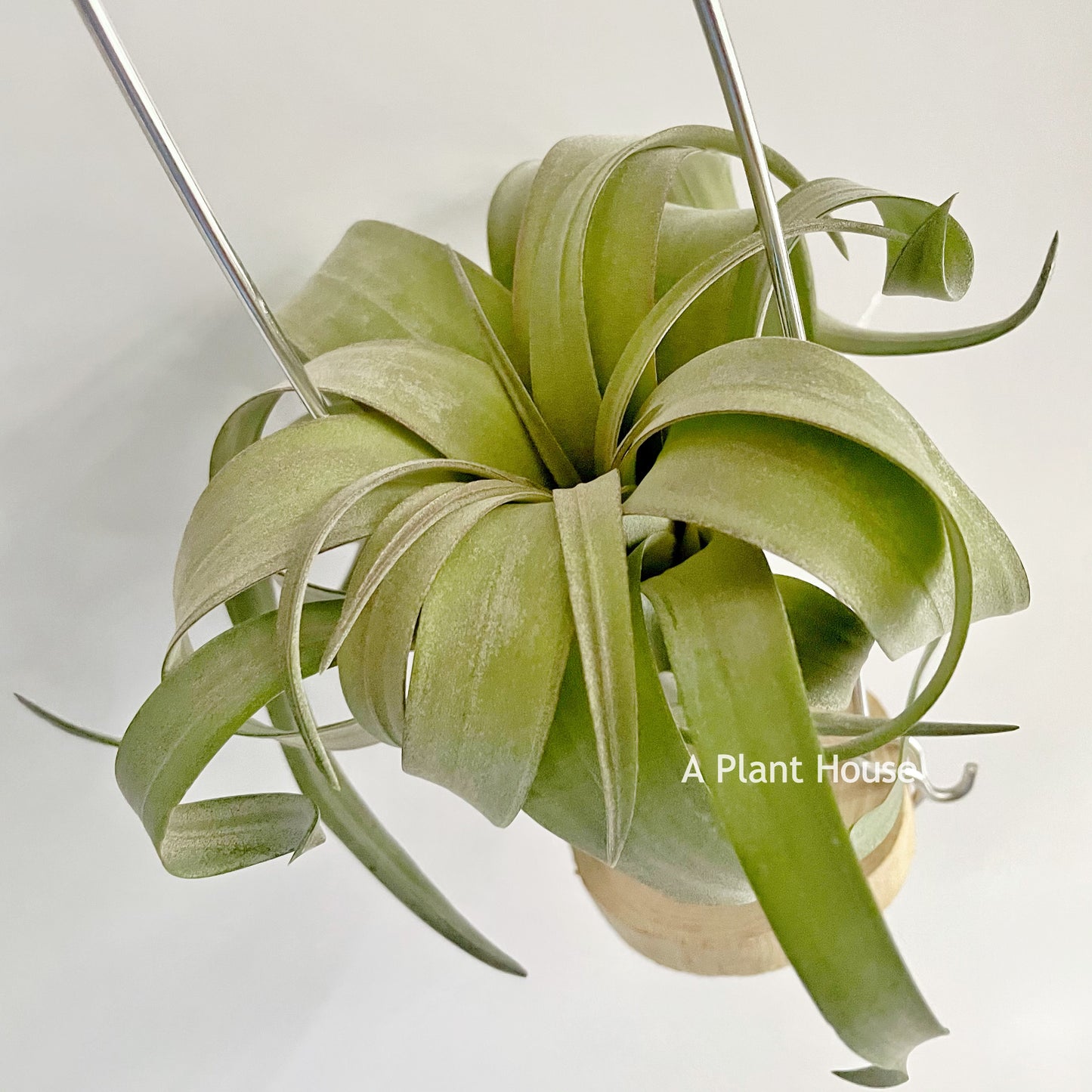 Tillandsia Rio Hondo x Caput-Medusae