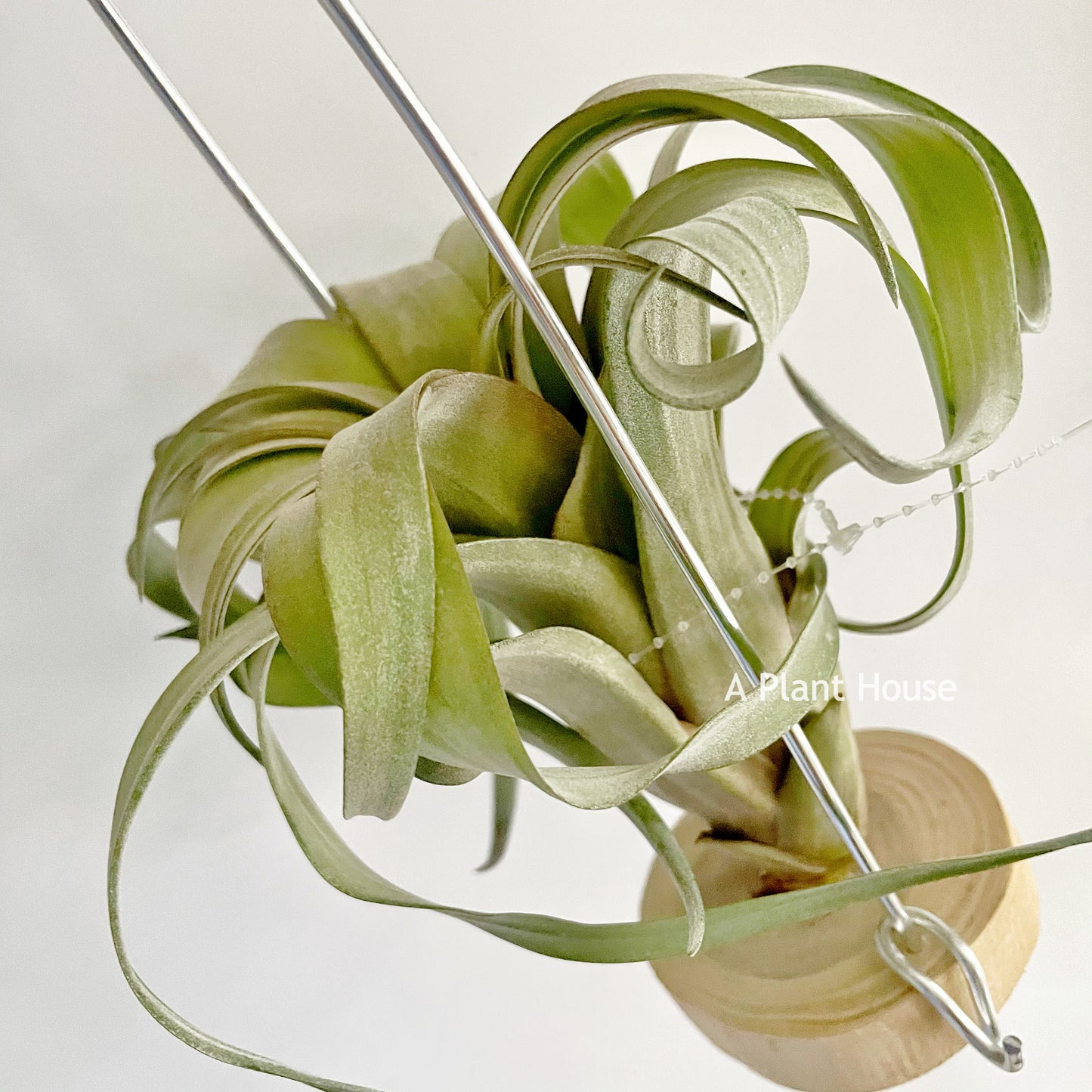 Tillandsia Rio Hondo x Caput-Medusae