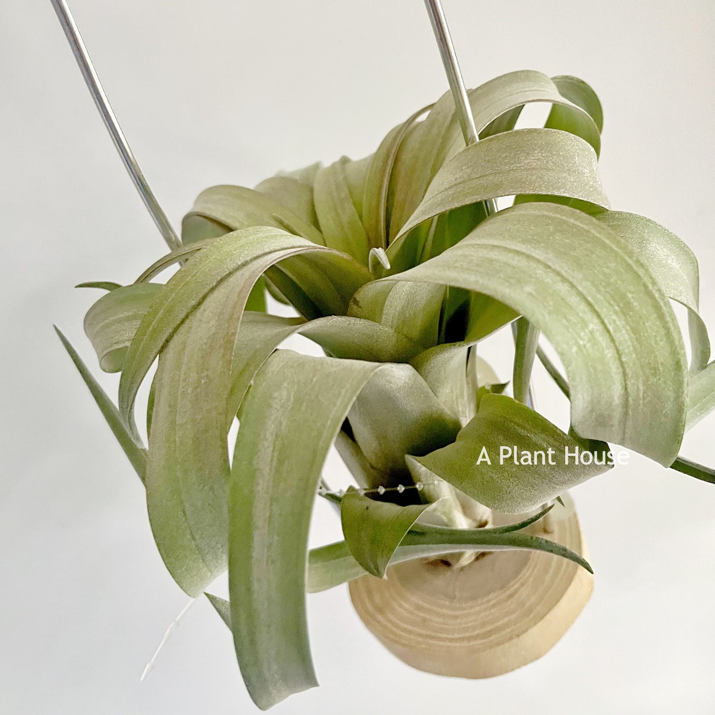 Tillandsia Rio Hondo x Caput-Medusae